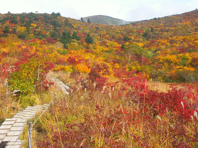 日本一の紅葉 栗駒山の秋 ピクニックコース