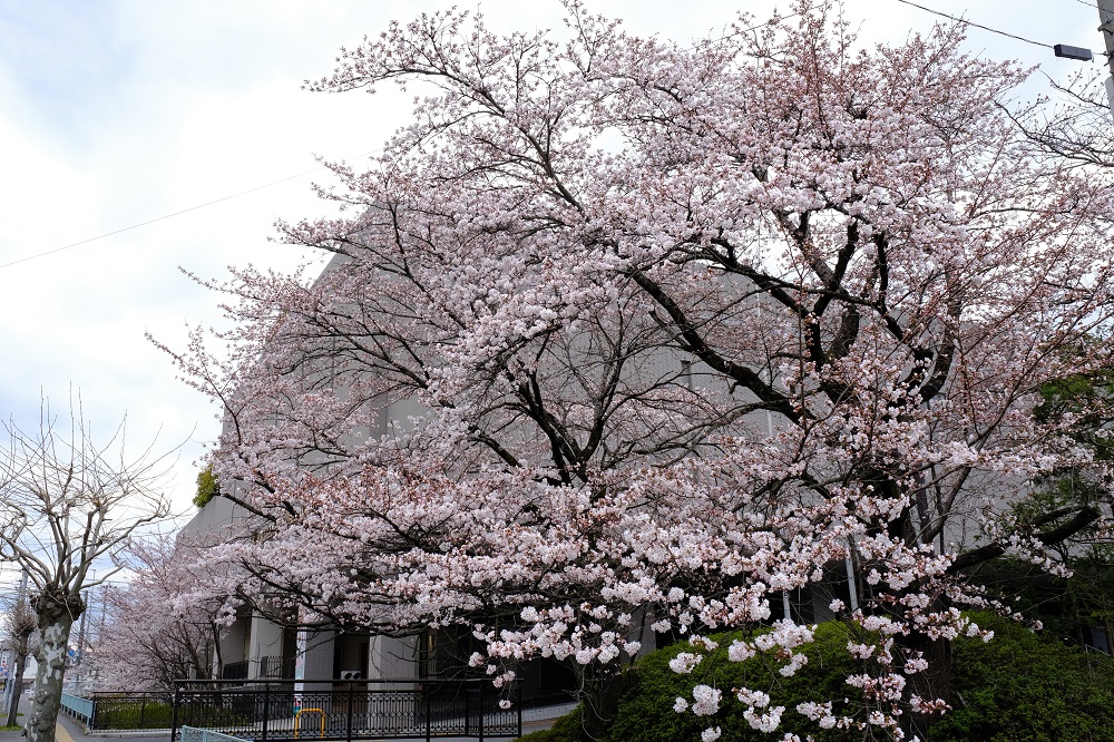 ベリーノホテル一関の桜が満開 季節感を感じる風景