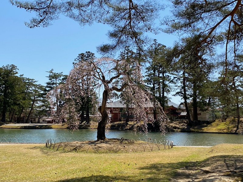 毛越寺の桜 平泉 春の観光とアクセス情報21